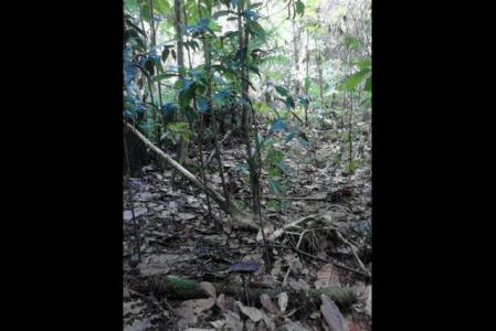 Vacant Land at Banana, Concord, Saint Andrew, Dominica