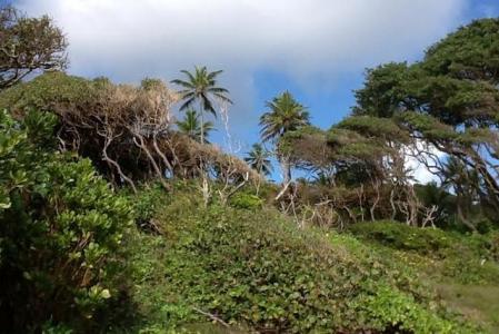 25,000 Square Feet of Land in Wesley, Saint Andrew, Dominica
