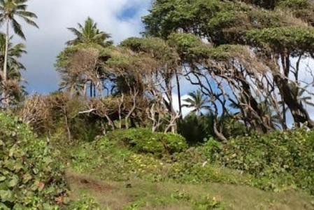 25,000 Square Feet of Land in Wesley, Saint Andrew, Dominica