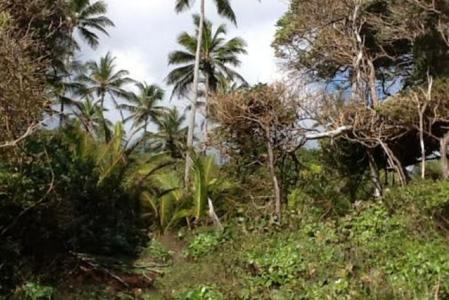 25,000 Square Feet of Land in Wesley, Saint Andrew, Dominica