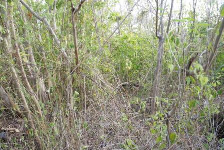 Westerhall Point - Lot No. 1B, Westerhall Point, St.david's West Indies, Granada