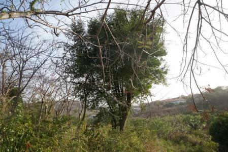 Westerhall Point - Lot No. 10, Westerhall Point, St.david's West Indies, Granada