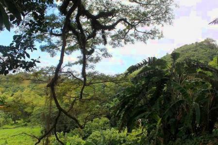 Annandale Estate, Saint George, St.george's West Indies, Granada