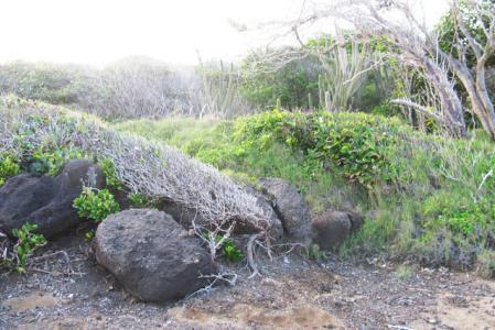 Fort Jeudy - Lot No. 1, Fort Jeudy, St.george's West Indies, Granada