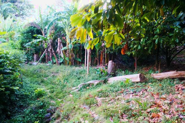 Chantimelle Gardens, Chantimelle, St.patrick's West Indies, Grenada