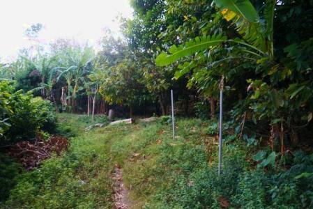 Chantimelle Gardens, Chantimelle, St.patrick's West Indies, Grenada
