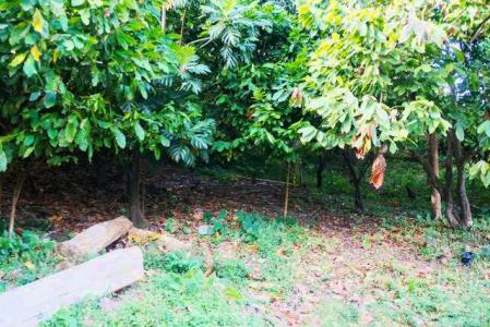 Chantimelle Gardens, Chantimelle, St.patrick's West Indies, Grenada