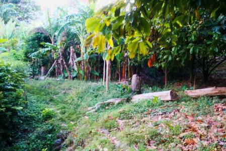 Chantimelle Gardens, Chantimelle, St.patrick's West Indies, Grenada