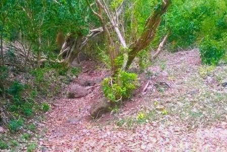 Prospect Lot, Prospect, St.patrick's West Indies, Grenada