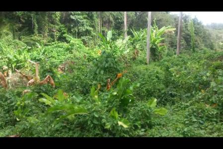 10 Acres of Land in Calibishie, Saint Andrew, 도미니카