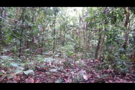 10 Acres of Land in Calibishie, Saint Andrew, 도미니카