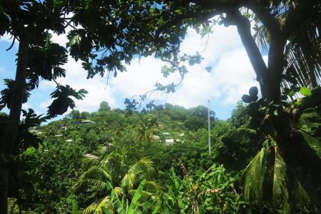 Chaussee Lot, La Sagesse, St.david's West Indies, Grenada