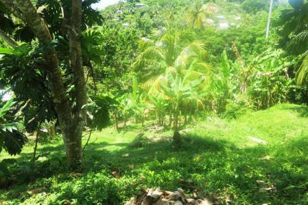 Chaussee Lot, La Sagesse, St.david's West Indies, Grenada