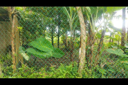 Plaisance Estate, Hermitage, St.patrick's West Indies, Granada
