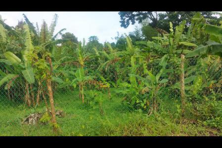 Plaisance Estate, Hermitage, St.patrick's West Indies, Granada