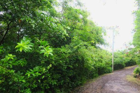 Fort Jeudy Lot No.244, Fort Jeudy, St.george's West Indies, Grenada