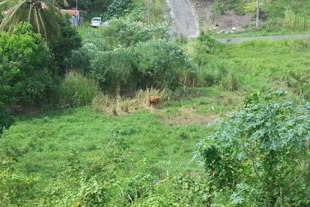 LE MOULE Methivier, Sainte-Marguerite-La Houssaie, Le Moule 97160, Guadalupe