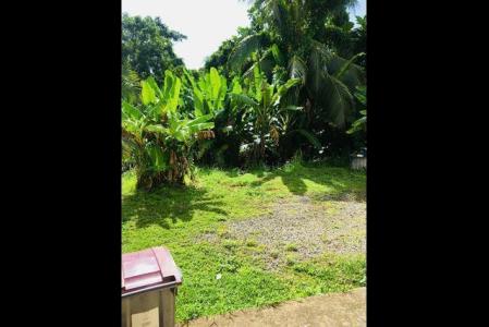 La rose, GOYAVE - Blonzac, SARCELLE-MOREAU-CHRISTOPHE, Goyave 97128, Guadalupe 