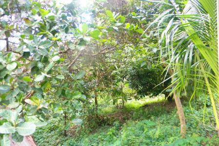 Mt. Agnes Lot, Saint David's, St.david's West Indies, Grenada