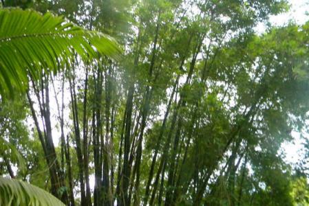 Mt. Agnes Lot, Saint David's, St.david's West Indies, Grenada