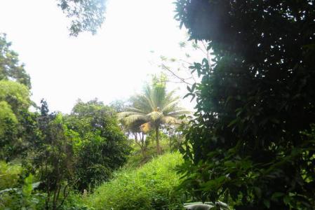 Mt. Agnes Lot, Saint David's, St.david's West Indies, Grenada