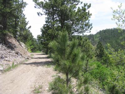 Cutting Mine Road, Lead, Dakota Południowa 57754, USA