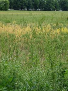 Cline St, Norwalk, Ohio 44857