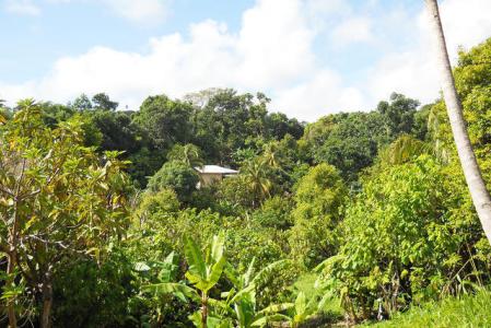 Mount Alexander Lot, Mount Alexander, St.patrick's West Indies, Grenada