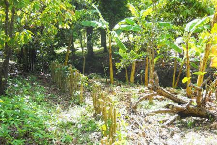 Mount Alexander Lot, Mount Alexander, St.patrick's West Indies, グレナダ