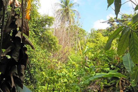 Mount Alexander Lot, Mount Alexander, St.patrick's West Indies, グレナダ