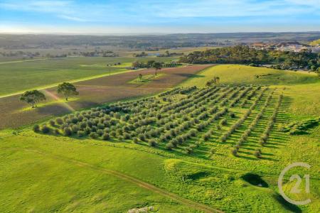 Lot 404 Richard Street, Penrice, SA 5353, Úc