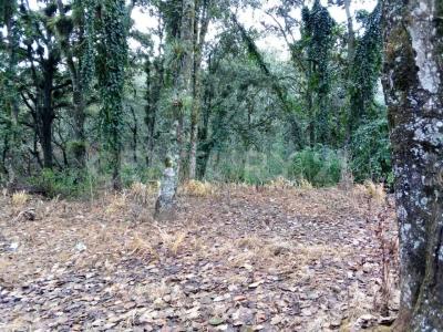 Av. Daniel Sarmiento Rojas 62, San Cristóbal De Las Casas, チアパス 29246, メキシコ