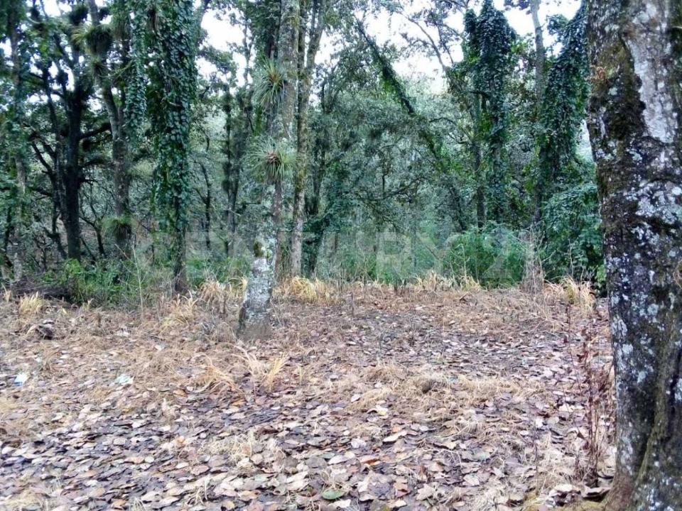 Av. Daniel Sarmiento Rojas 62, San Cristóbal De Las Casas, チアパス 29246, メキシコ