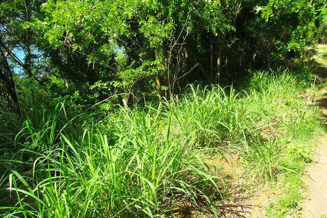 Hope City Development - Lot No. 10, Hope City, Hope, St.andrew West Indies, Grenada