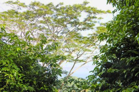 La Pastora Estate Lot, La Pastora, Saint David's, St.david West Indies, Grenada