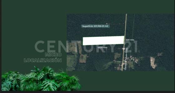 Terreno de la Selva Coba, Tulum, Quintana Roo 77760, Mexico