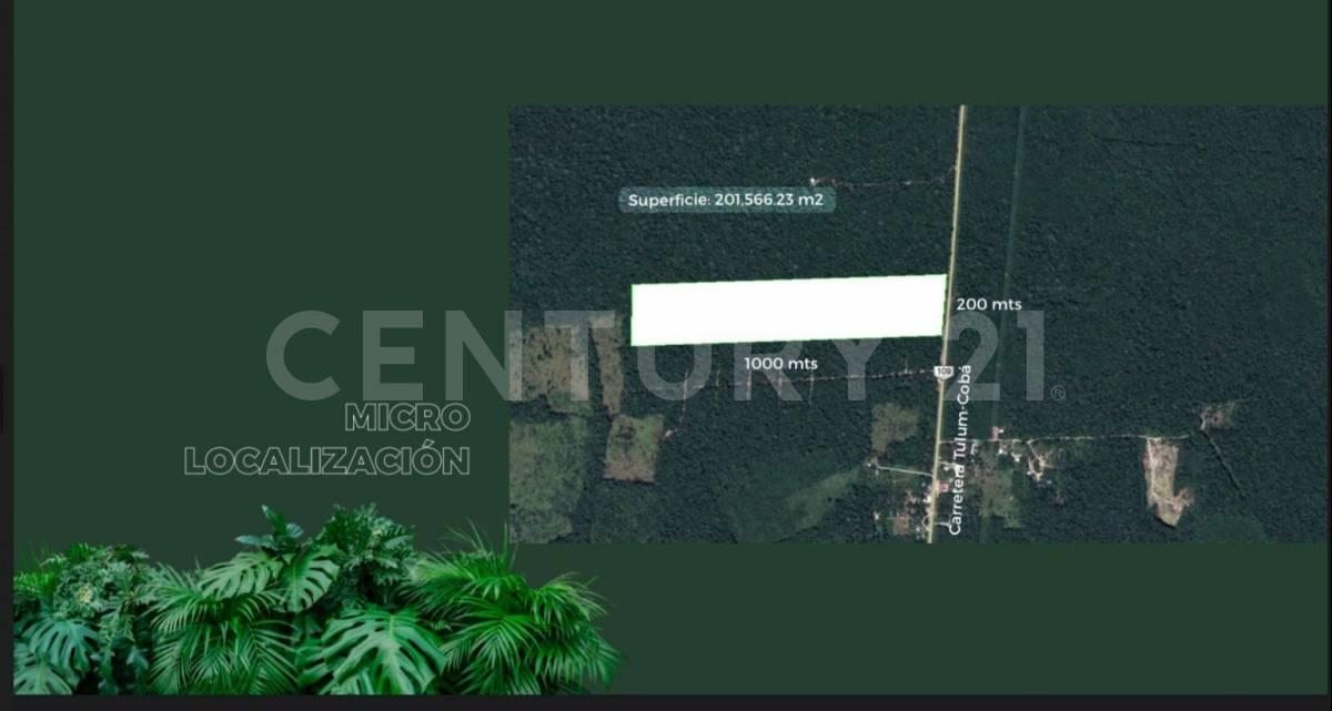 Terreno de la Selva Coba, Tulum, Quintana Roo 77760, Mexico