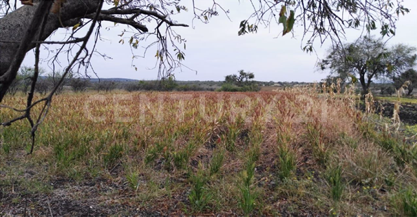 La hierba S/N, Celaya, גואנחואטו 38158, מקסיקו