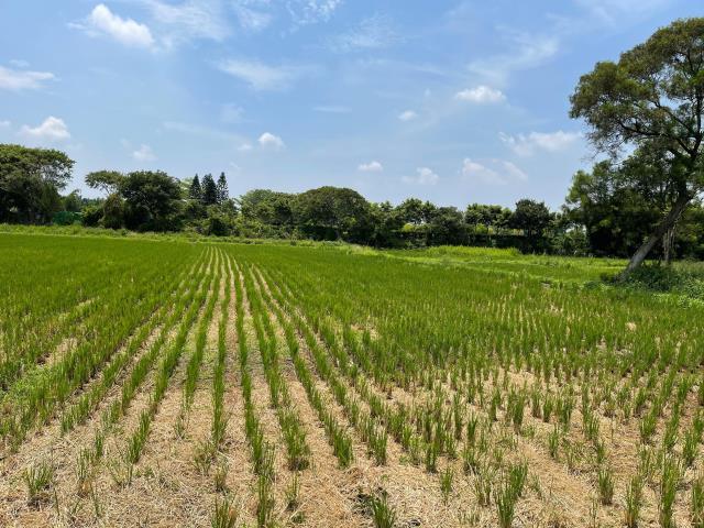 金龍路, 平鎮區, Taoyuan 324, Taïwan