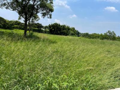 金龍路, 平鎮區, Taoyuan 324, Taïwan