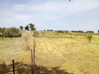 Castelo Branco, Castelo Branco 6005-193, Portugal