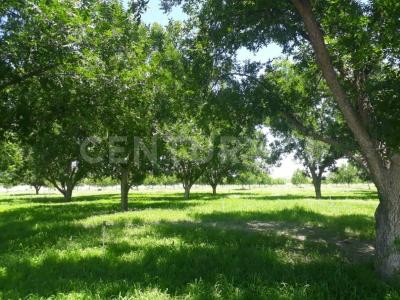 MPIO. DE COYAME, DTO.JUDICIAL MANUEL OJINAGA S/N, Coyame, Chihuahua 32850, Mexiko