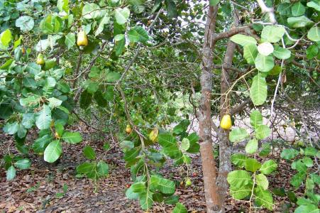 Belize District, Belize District, Belize District 00001, Belize