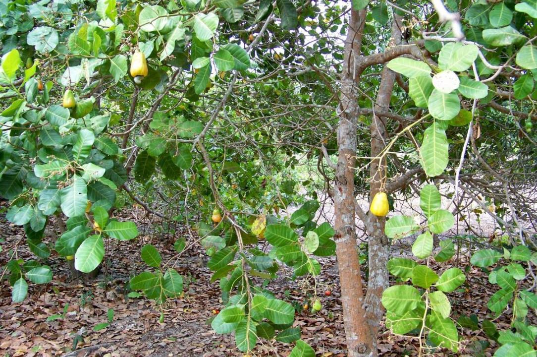 Belize District, Belize District, Belize District 00001, Belize