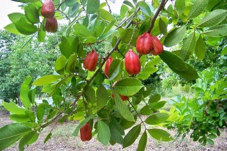 Belize District, Belize District, Belize District 00001, Belize