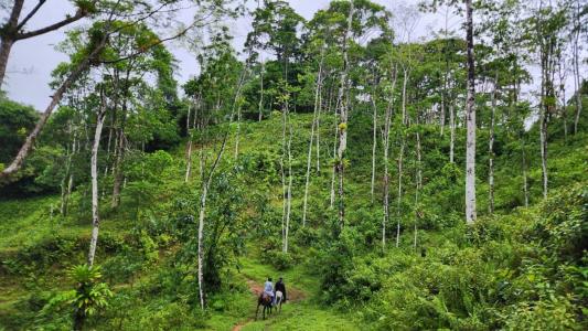Guatuso, Guatuso, אלחואלה 00001, קוסטה ריקה 