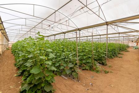 170 Port Parham Road, Windsor, SA 5501, Avustralya