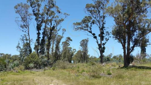 Ruta 10 km 198 11111, Rocha, Rocha, Uruguay