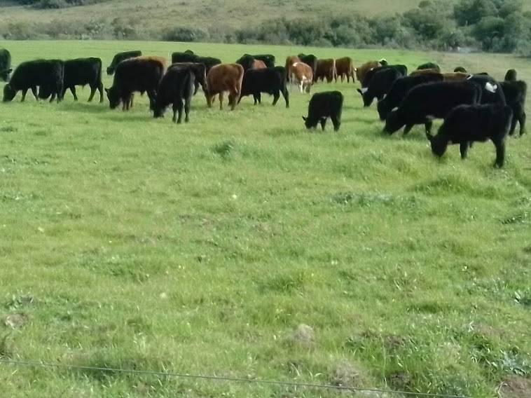 Aiguá, 말도나도, 우루과이