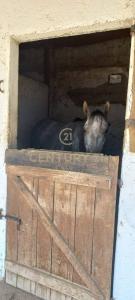 Maroñas, Montevideo, Uruguay